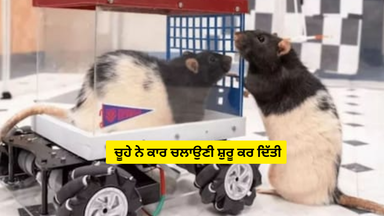 ਚੂਹੇ ਨੇ ਕਾਰ ਚਲਾਉਣੀ ਸ਼ੁਰੂ ਕਰ ਦਿੱਤੀ